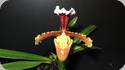 Paph. sulivongii